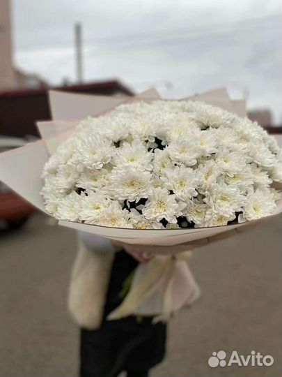 Хризантема кустовая