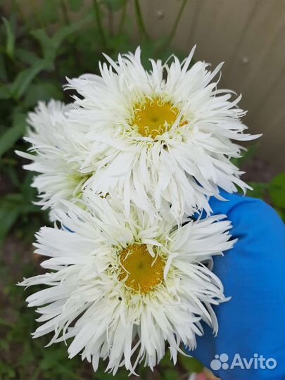 Ромашки махровые сорт крейзи дейзи многолетние