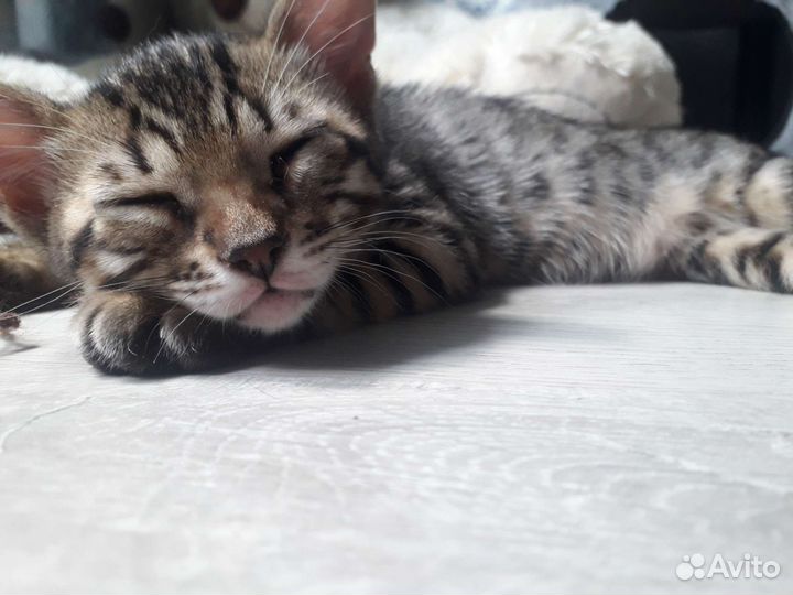 Котята бенгалы
