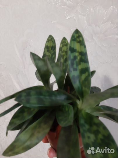 Орхидея paphiopedilum