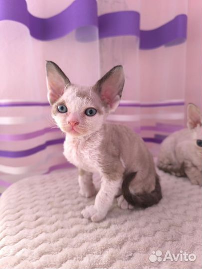 Котик Девон рекс