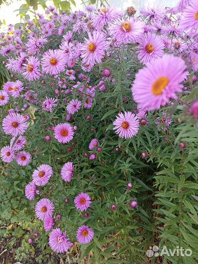 Сентябринки