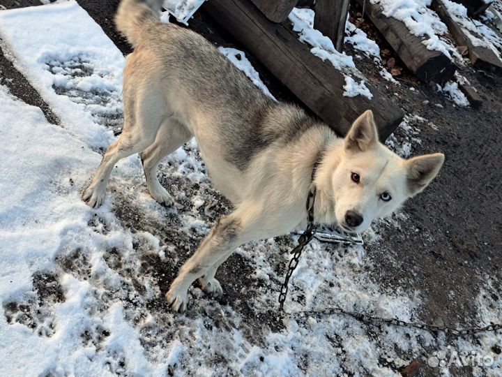 Собаки бесплатно в добрые руки