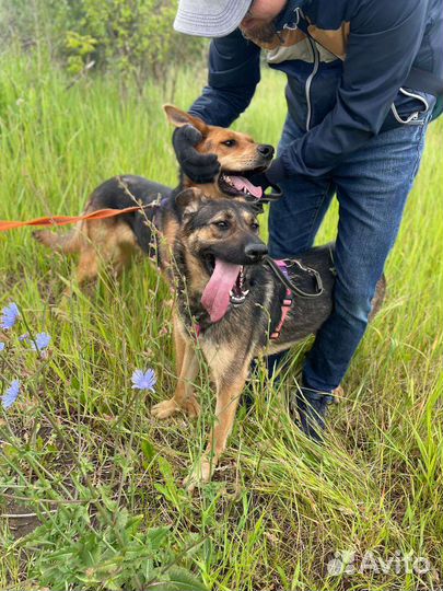 Добрая и игривая собака из приюта в дар