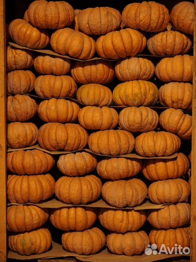 Тыква мускат де прованс опт