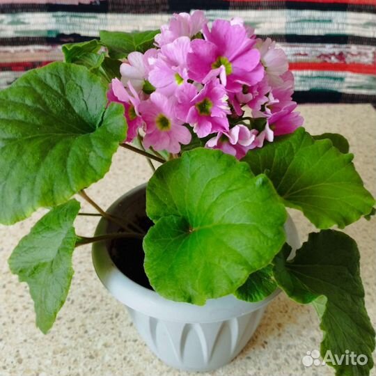 Комнатное растение- Примула Обконика(не рассада)