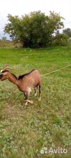 Продам дойных коз. Все вопросы по телефону