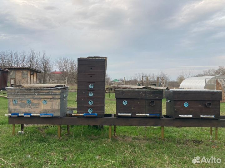 Пчелы пасека