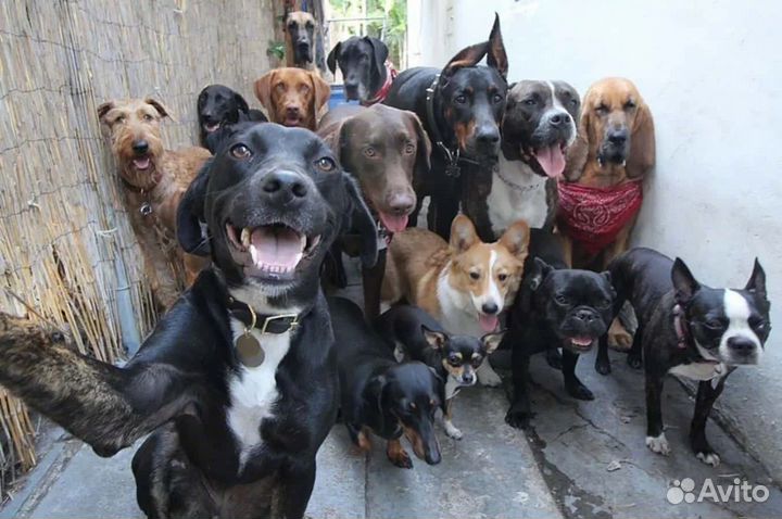 Передержка собак