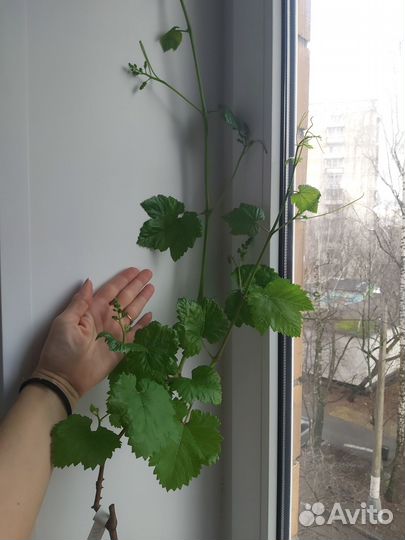 Двухлетний саженец винограда Малиновый(20-2)