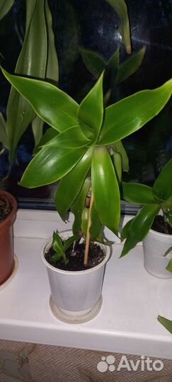 Золотой ус лечебный от 1000 болезней