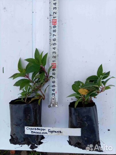 Декоративные кустарники