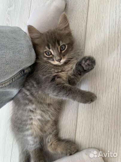 Котята в добрые руки бесплатно