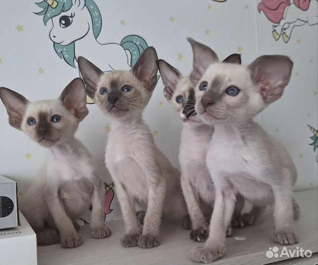 Ориентальные котята