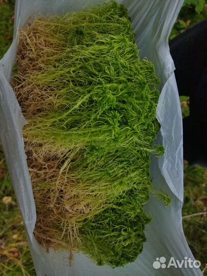 Мох сфагнум свежий сбор