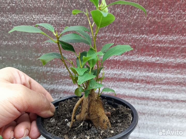 Тисс ягодный Давид. Фикус ретуза