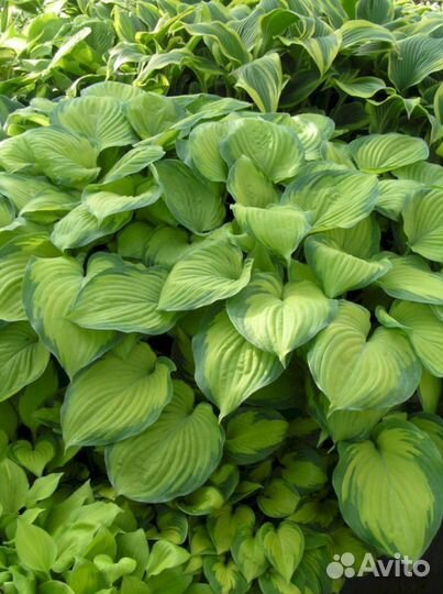 Хосты Гуакамоле