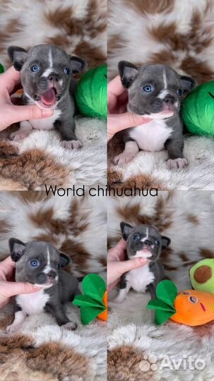 Роскошная Голубая Девочка