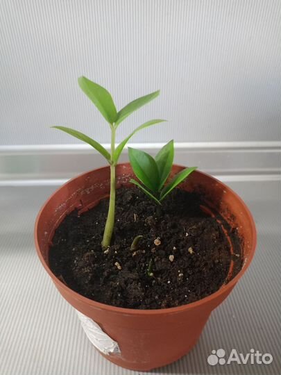 Комнатные растения