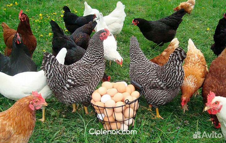 Куры молодки доминант