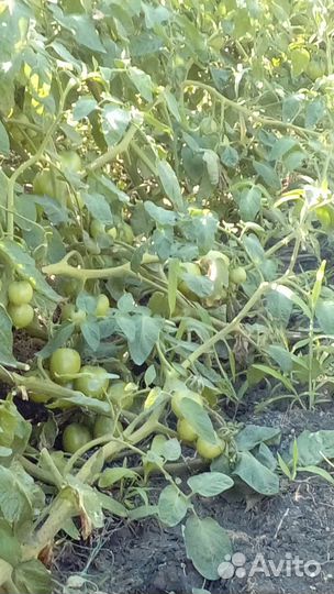 Семена урожайных и редких сортов Помидор