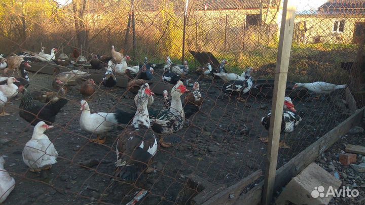 Индаутки (селезни)