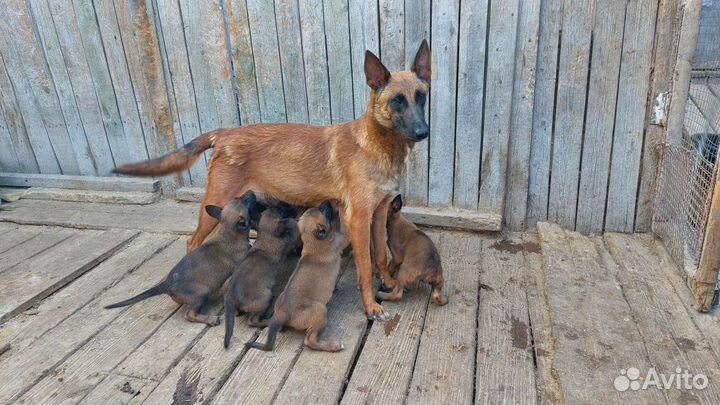 Бельгийская овчарка, малинуа, грюнендаль