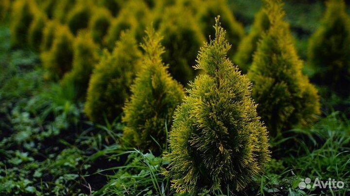 Туя западная