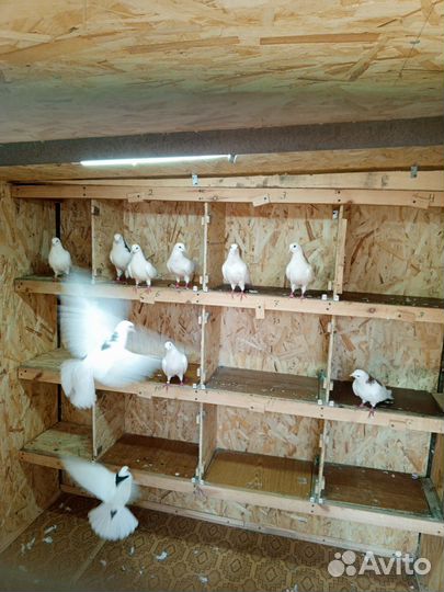 Голуби гривуны