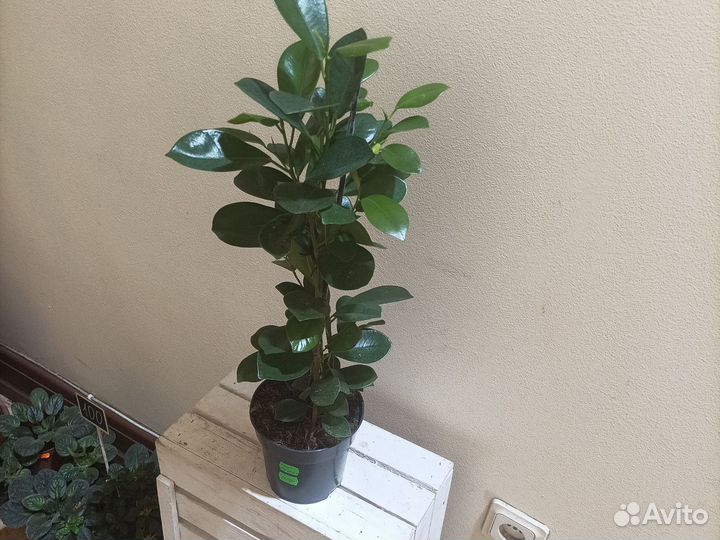 Фикус Moclam