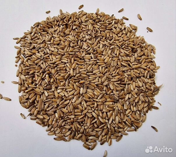 Сосновая почка. Расторопша