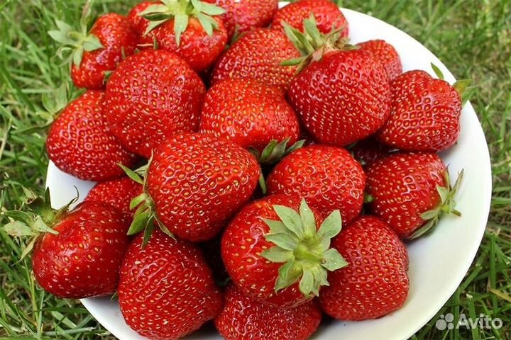 Рассада клубники