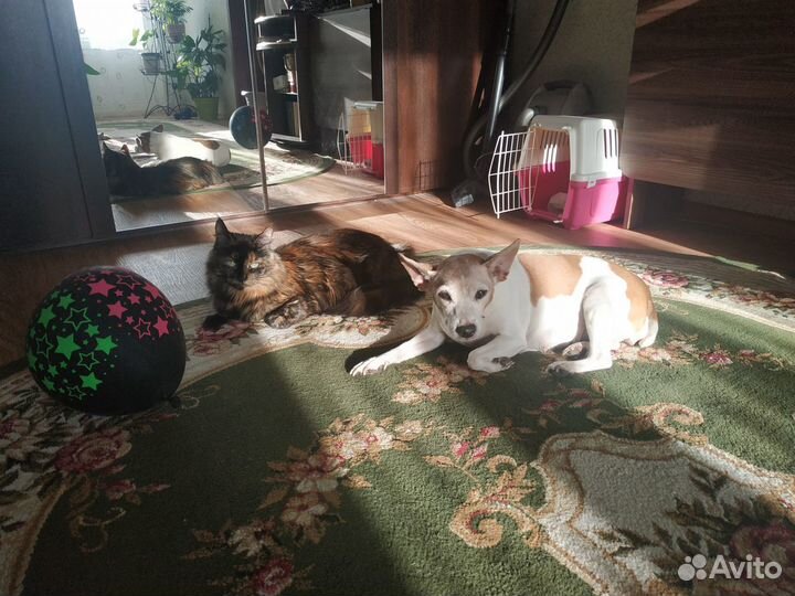 Передержка животных, выгул собак