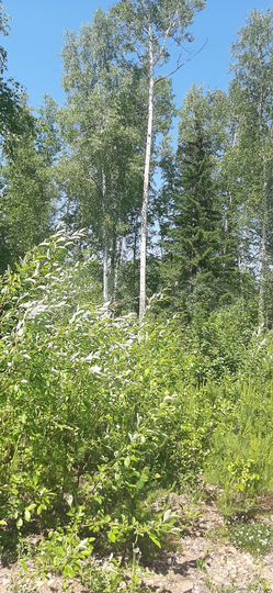 Участок 9,5 сот. (СНТ, ДНП)