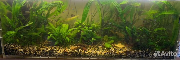 Аквариум с растениями и рыбками