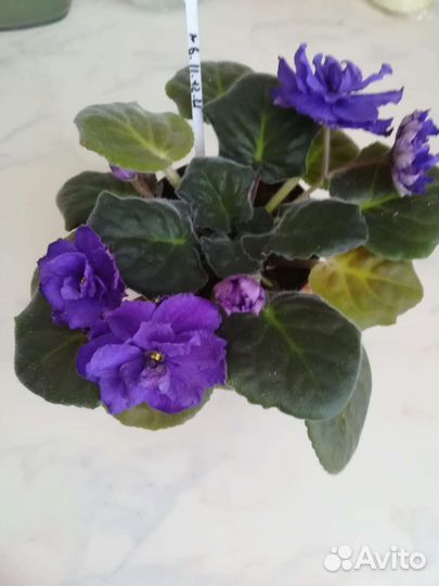 Сортовые фиалки детки и стартеры