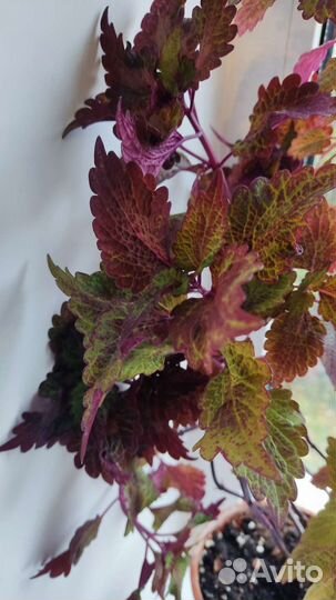 Комнатные цветы.Колеус.Спатифиллум