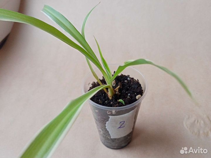 Хлорофитум