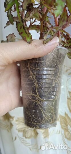 Бегония amphioxus