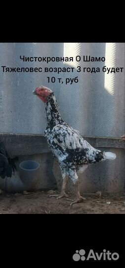 Бойцовая птица