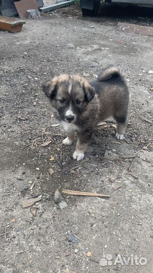 Мать Хаски, отец дворбультерьер