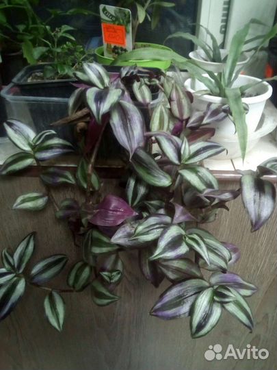 Традесканция Зебрина