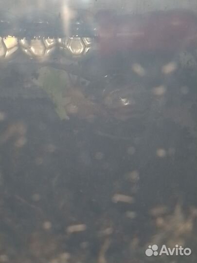 Улитки ахатины