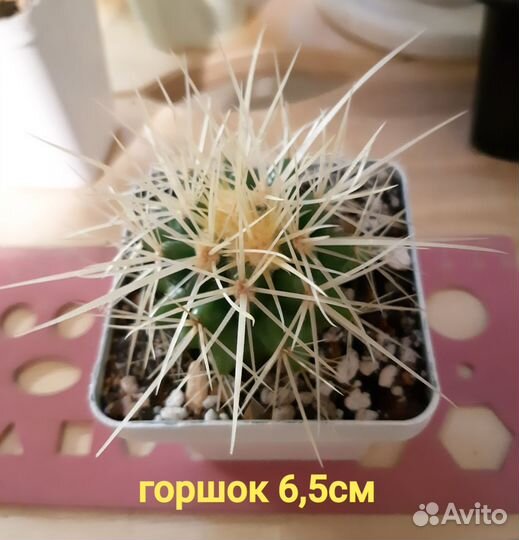 Кактус Эхинокактус Грузони (grusonii)