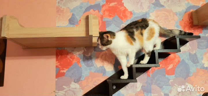 Трёхцветная красотка Асия ищет Дом