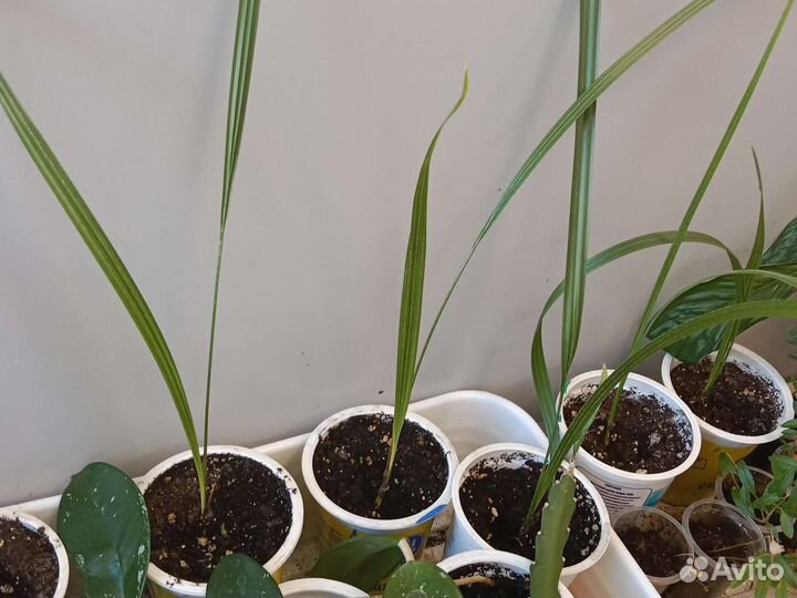 Финиковая пальма