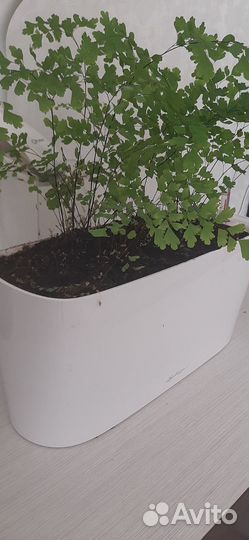 Комнатные растения. Папоротник адиантум