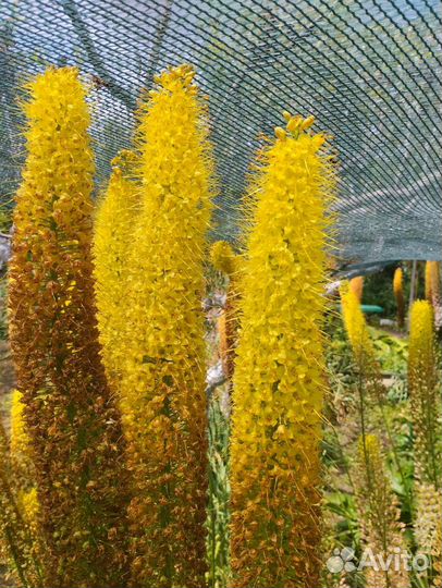 Аллилум (Декоративный лук) (торг)