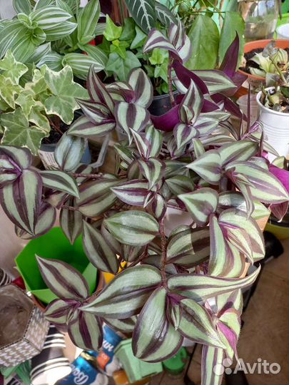 Комнатные цветы/ Традесканции (сеткреазия)каллизии