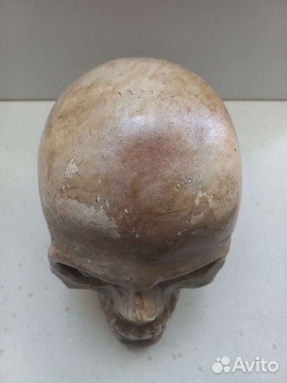 Череп гипс